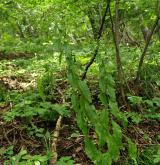 oman hnidák <i>(Inula conyzae)</i> / Habitus