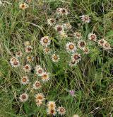 pupava obecná <i>(Carlina vulgaris)</i> / Habitus
