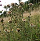 pupava obecná <i>(Carlina vulgaris)</i> / Habitus