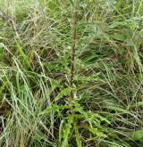 pupava obecná <i>(Carlina vulgaris)</i> / List