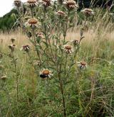 pupava obecná <i>(Carlina vulgaris)</i> / Habitus
