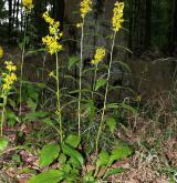 zlatobýl obecný <i>(Solidago virgaurea)</i> / Habitus