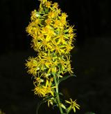 zlatobýl obecný <i>(Solidago virgaurea)</i> / Květ/Květenství