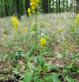 zlatobýl obecný <i>(Solidago virgaurea)</i> / Habitus