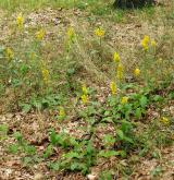 zlatobýl obecný <i>(Solidago virgaurea)</i> / Habitus