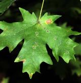 javor velkozubý <i>(Acer grandidentatum)</i> / List