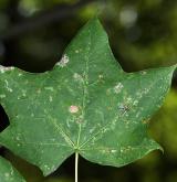 javor Dieckův <i>(Acer ×dieckii)</i> / List