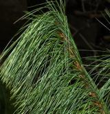 borovice bhútánská <i>(Pinus bhutanica)</i> / List