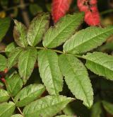 jeřáb americký <i>(Sorbus americana)</i> / List
