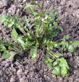kokoška pastuší tobolka <i>(Capsella bursa-pastoris)</i>