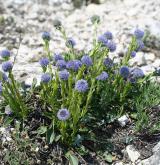 koulenka prodloužená <i>(Globularia bisnagarica)</i> / Habitus