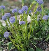 koulenka prodloužená <i>(Globularia bisnagarica)</i> / Habitus