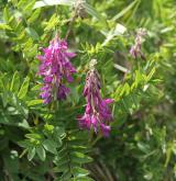 kopyšník tmavý <i>(Hedysarum hedysaroides)</i> / Habitus