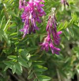 kopyšník tmavý <i>(Hedysarum hedysaroides)</i> / Habitus