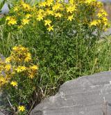 třezalka tečkovaná <i>(Hypericum perforatum)</i> / Habitus