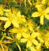 třezalka tečkovaná <i>(Hypericum perforatum)</i> / Květ/Květenství