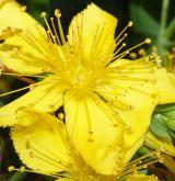 třezalka tečkovaná <i>(Hypericum perforatum)</i> / Květ/Květenství