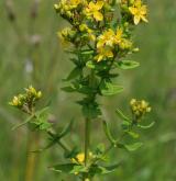 třezalka čtyřkřídlá <i>(Hypericum tetrapterum)</i> / Habitus
