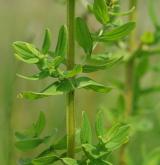 třezalka čtyřkřídlá <i>(Hypericum tetrapterum)</i> / Stonek