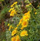 oman britský <i>(Inula britannica)</i> / Květ/Květenství