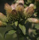 oman hnidák <i>(Inula conyzae)</i> / Květ/Květenství
