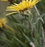 oman mečolistý <i>(Inula ensifolia)</i> / Květ/Květenství