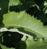 oman pravý <i>(Inula helenium)</i> / List