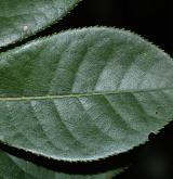 střemcha viržinská <i>(Prunus virginniana)</i> / List