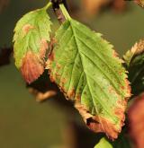 višeň jilmolistá <i>(Prunus ulmifolia)</i> / List