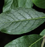 brslen sametový <i>(Euonymus velutinus)</i> / List