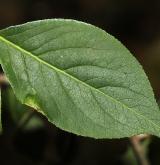 brslen  <i>(Euonymus fimbriatus)</i> / List