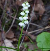 hruštička menší <i>(Pyrola minor)</i> / Květ/Květenství