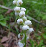 hruštička menší <i>(Pyrola minor)</i> / Květ/Květenství