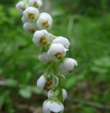 hruštička menší <i>(Pyrola minor)</i> / Květ/Květenství