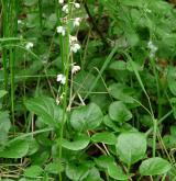 hruštička okrouhlolistá <i>(Pyrola rotundifolia)</i> / Habitus