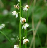 hruštička okrouhlolistá <i>(Pyrola rotundifolia)</i> / Květ/Květenství