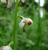 hruštička okrouhlolistá <i>(Pyrola rotundifolia)</i> / Květ/Květenství