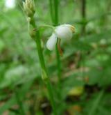 hruštička okrouhlolistá <i>(Pyrola rotundifolia)</i> / Květ/Květenství