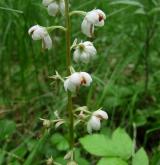 hruštička okrouhlolistá <i>(Pyrola rotundifolia)</i> / Květ/Květenství