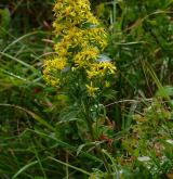 zlatobýl obecný <i>(Solidago virgaurea)</i> / Habitus