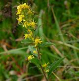 zlatobýl obecný <i>(Solidago virgaurea)</i> / Habitus