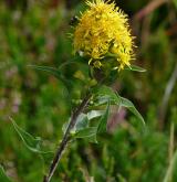 zlatobýl obecný <i>(Solidago virgaurea)</i> / Habitus