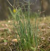 česnek viničný <i>(Allium vineale)</i> / Habitus