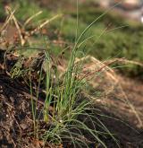 česnek viničný <i>(Allium vineale)</i> / Habitus