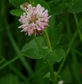 jetel zvrhlý <i>(Trifolium hybridum)</i> / Květ/Květenství