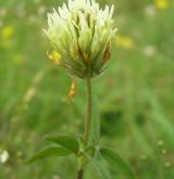 jetel bledožlutý <i>(Trifolium ochroleucon)</i> / Květ/Květenství