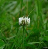 jetel plazivý <i>(Trifolium repens)</i> / Květ/Květenství