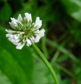 jetel plazivý <i>(Trifolium repens)</i> / Květ/Květenství