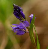 vítod obecný <i>(Polygala vulgaris)</i> / Květ/Květenství