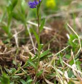 vítod obecný <i>(Polygala vulgaris)</i>